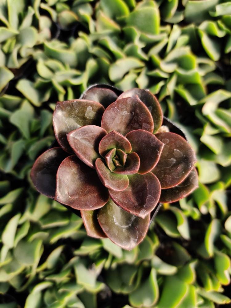 2” pot 4"pot succulents Plants Echeveria Melaco