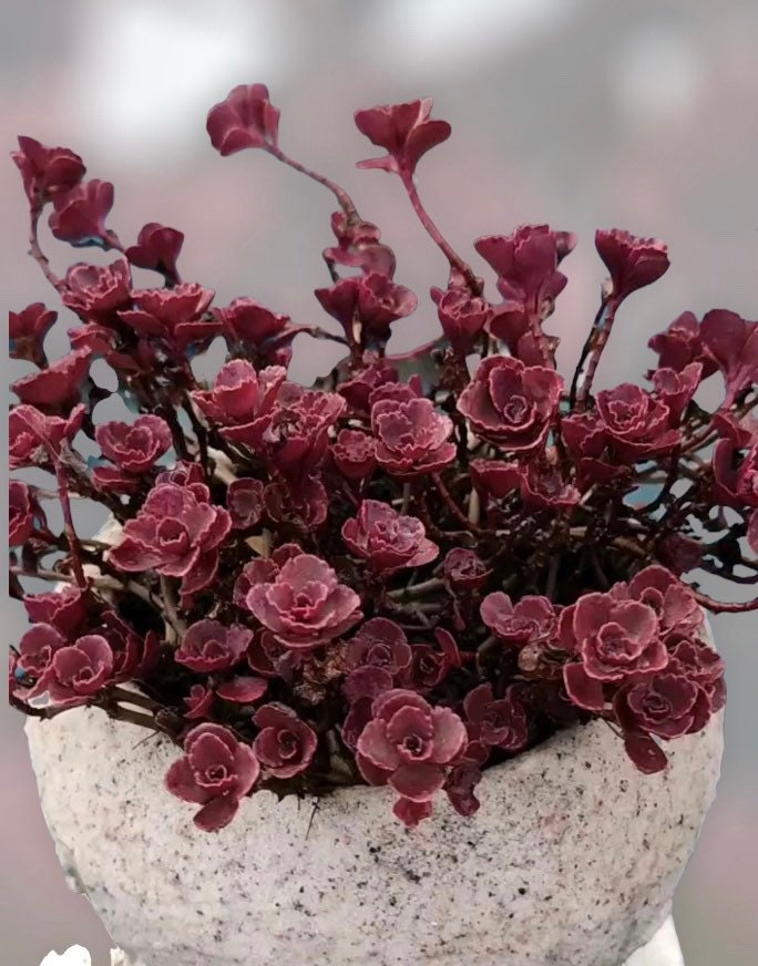 2”pot 4”pot Succulents Plants Sedum spurium" Dragon's Blood"