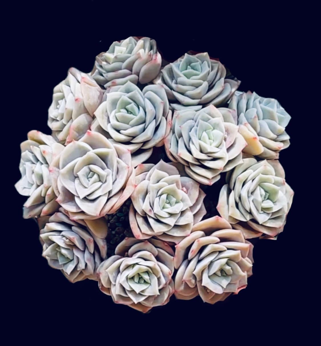 2”pot 4" pot Rare Succulents Plants succulents Echeveria Lovely rose