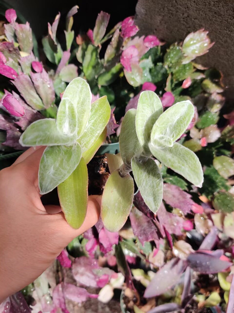 Cuttings/2" rootted pot live plant Fluzzy White Velvet Tradescantia Sillamontana