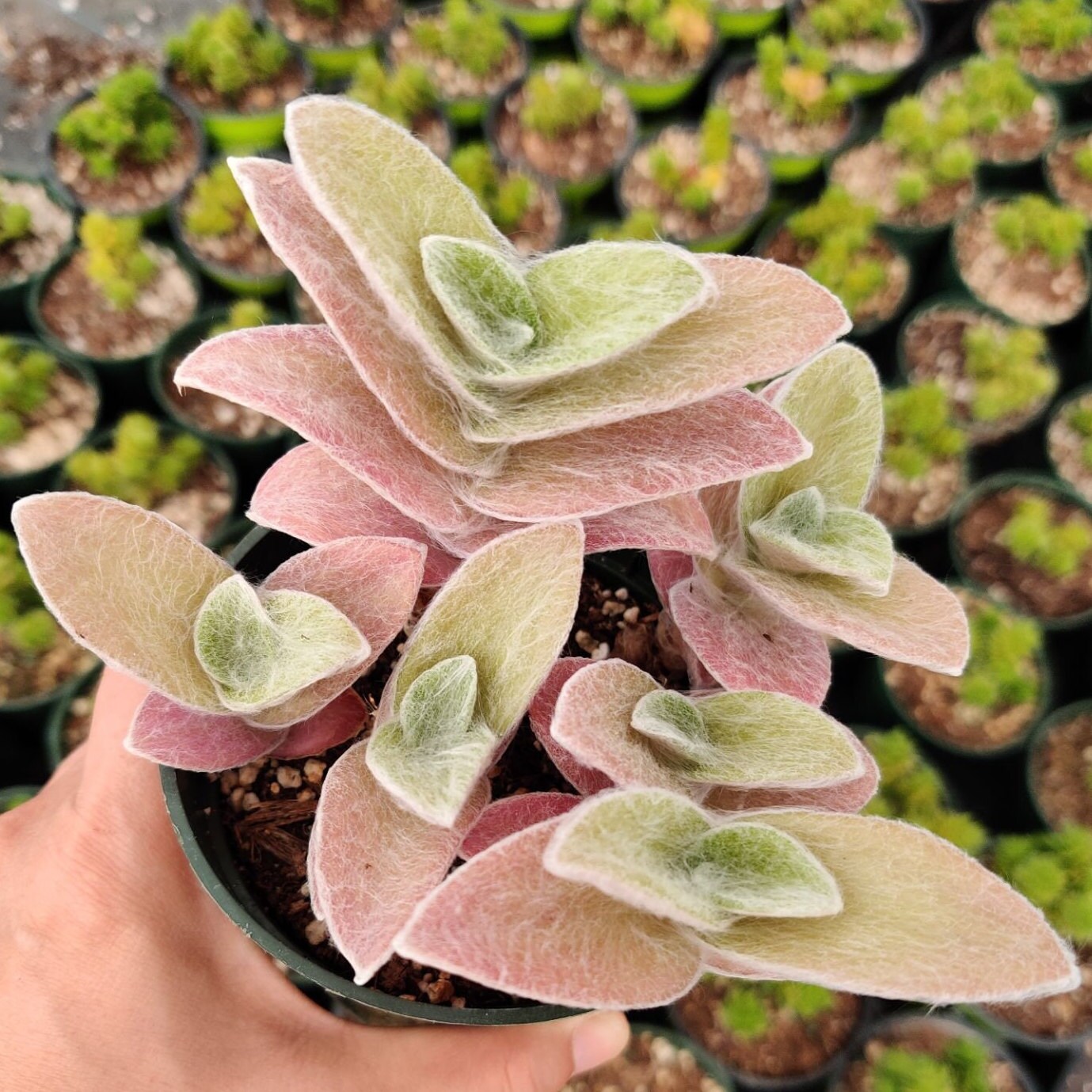 Cuttings/2" rootted pot live plant Fluzzy White Velvet Tradescantia Sillamontana