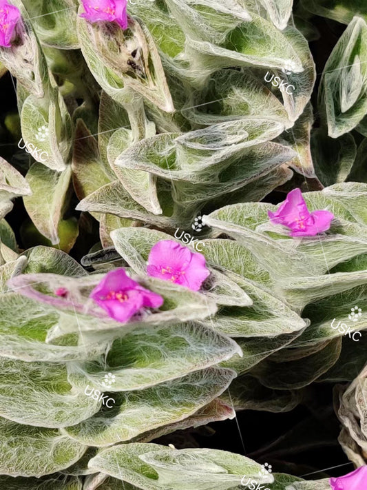 Cuttings/2" rootted pot live plant Fluzzy White Velvet Tradescantia Sillamontana
