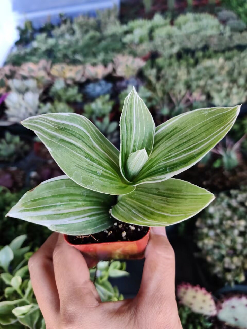 2"pot 4" pot Tradescantia Albiflora Albovitatta