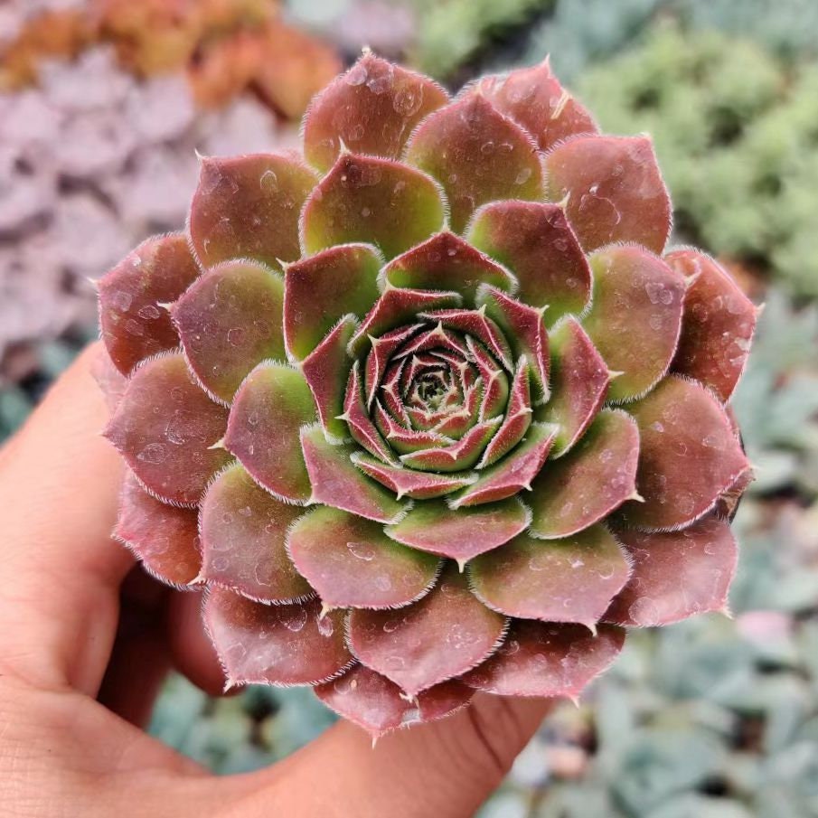 2"pot Jovibarba Heuffelii Hybrid Plant Sempervivum Succulent