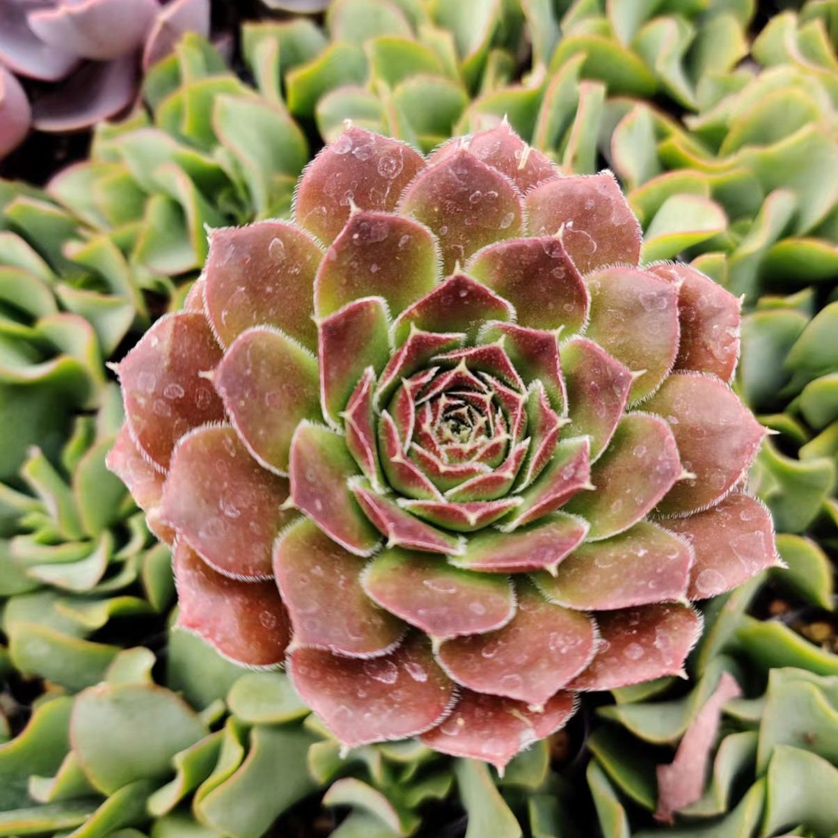 2"pot Jovibarba Heuffelii Hybrid Plant Sempervivum Succulent