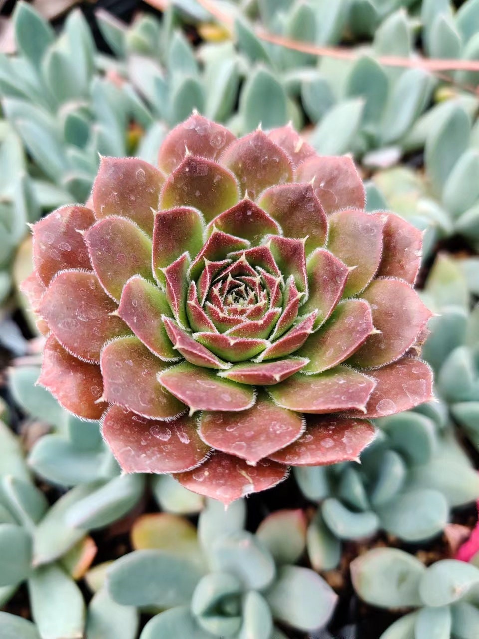 2"pot Jovibarba Heuffelii Hybrid Plant Sempervivum Succulent