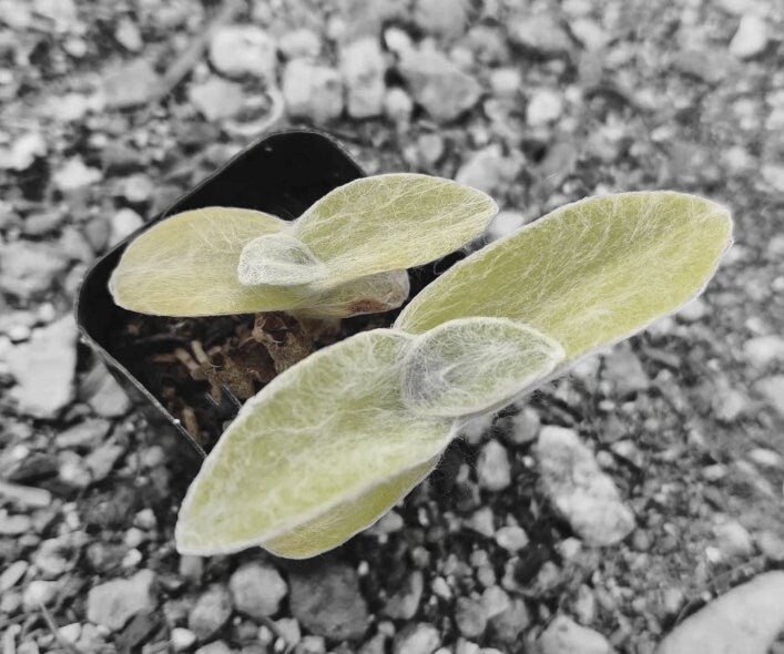 Cuttings/2" rootted pot live plant Fluzzy White Velvet Tradescantia Sillamontana