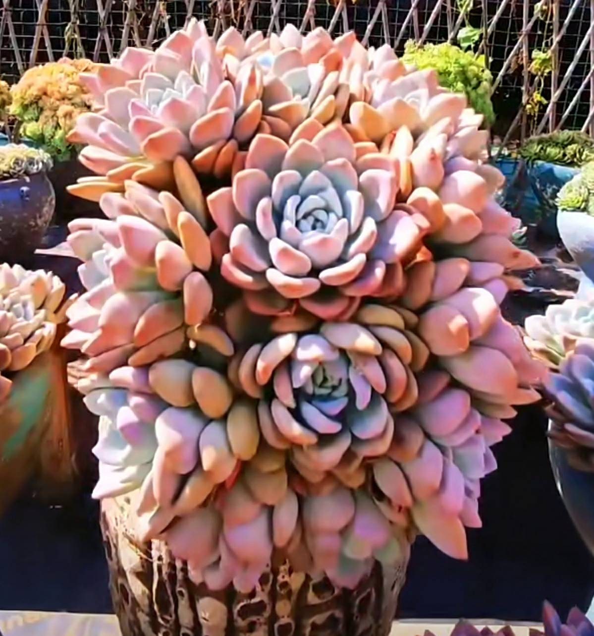 2” pot Graptoveria Opalina Succulent Plant