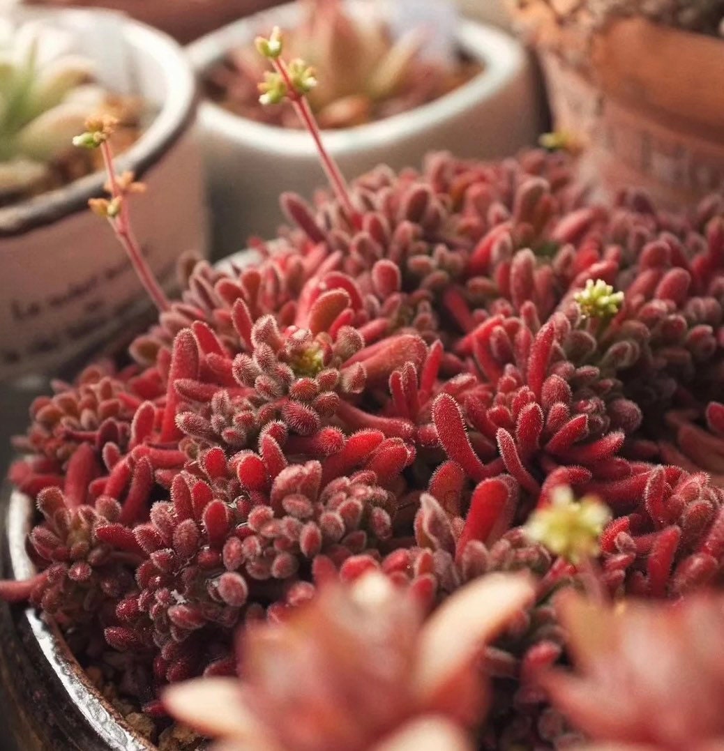 2”pot Succulent Plants  Crassula Pubescens