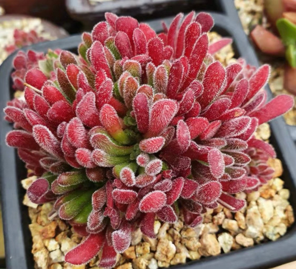 2”pot Succulent Plants  Crassula Pubescens