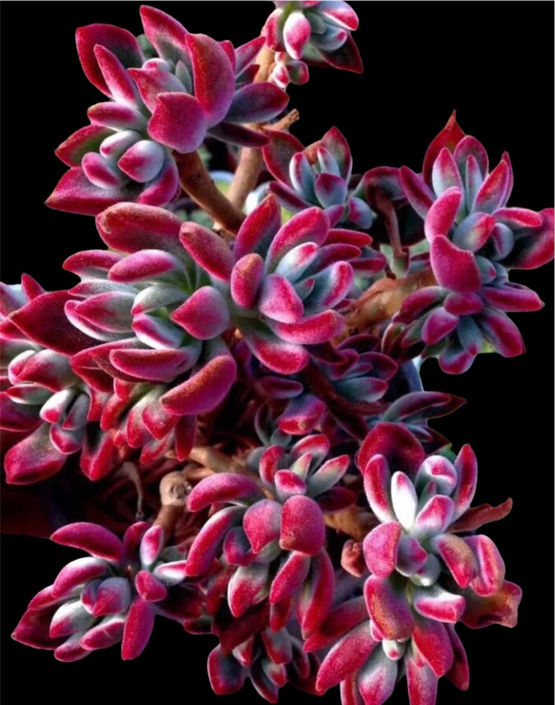 2” pot succulents Plants Echeveria Devotion