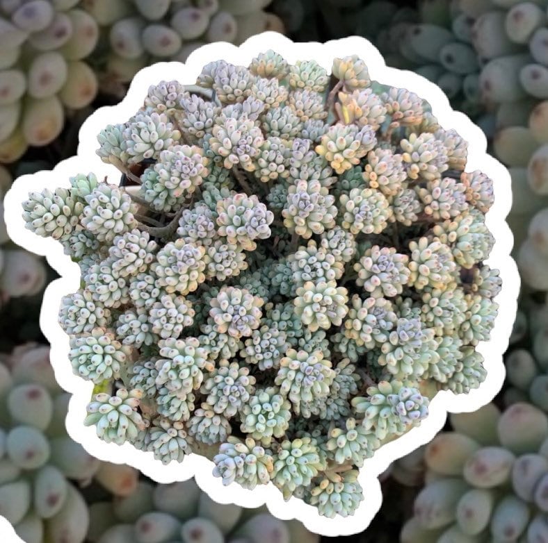 2"pot 4"pot Succulent Plants Graptopetalum Blue Beans