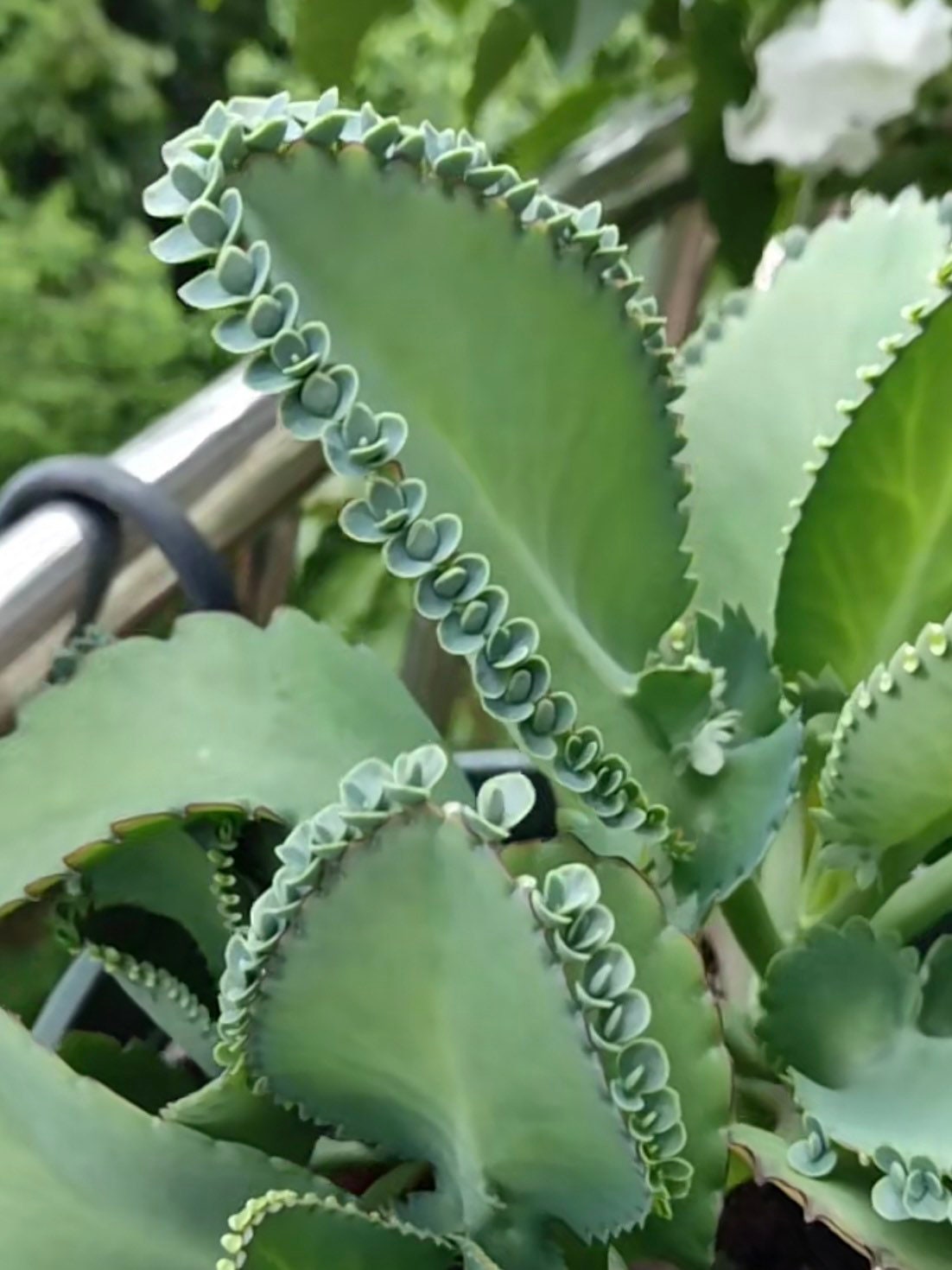 2"pot 4”pot Kalanchoe Mother of Thousands