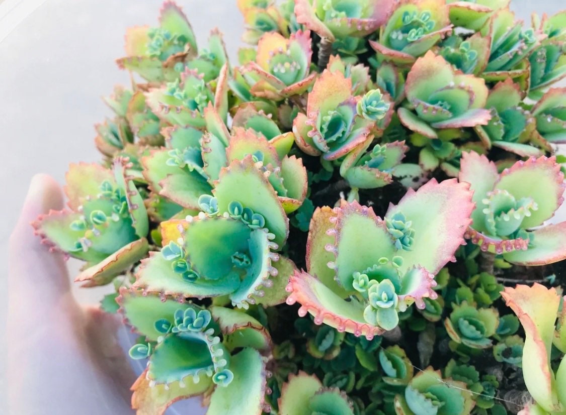 2"pot 4”pot Kalanchoe Mother of Thousands