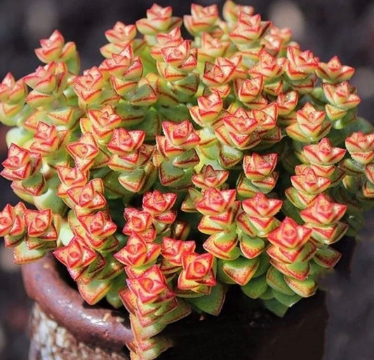 2” pot succulent Plants Crassula Tom Thumb