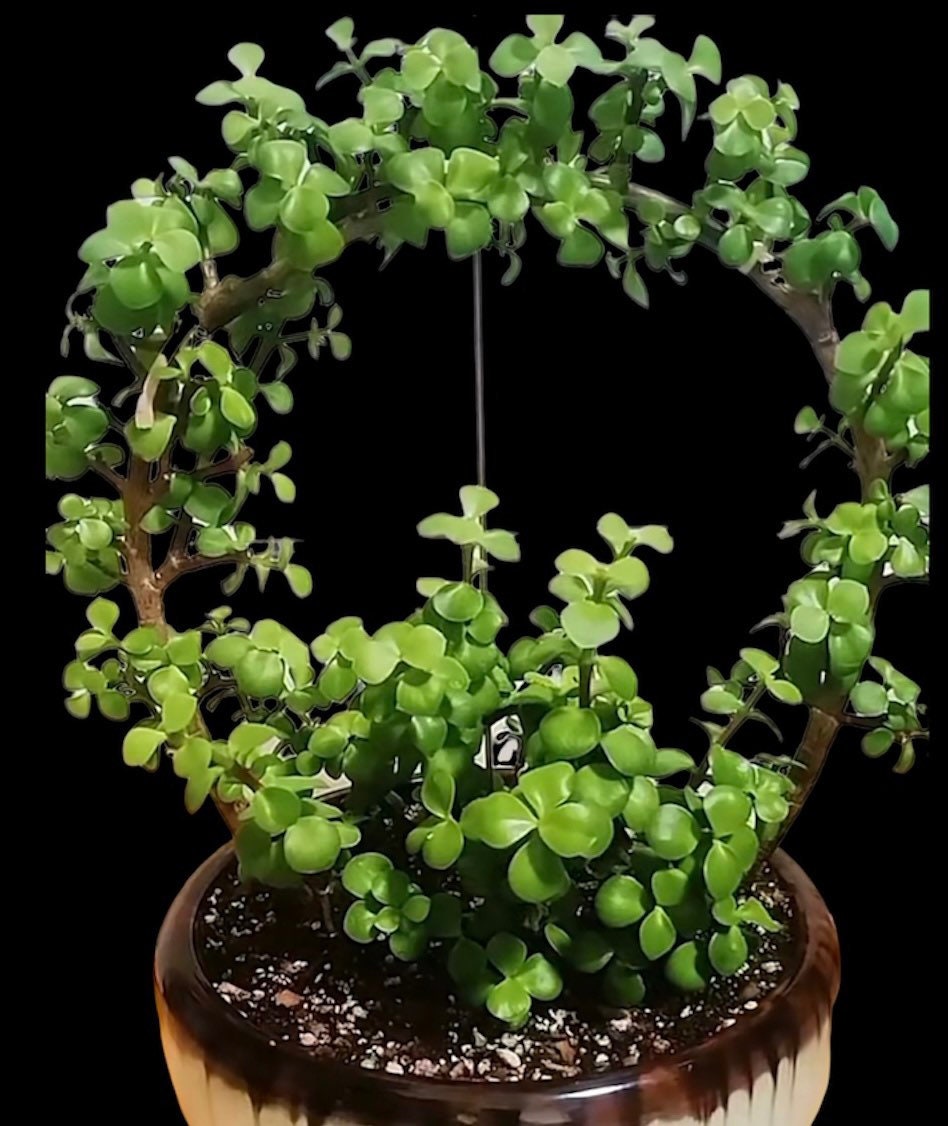 2” pot succulent Plants Elephant Bush