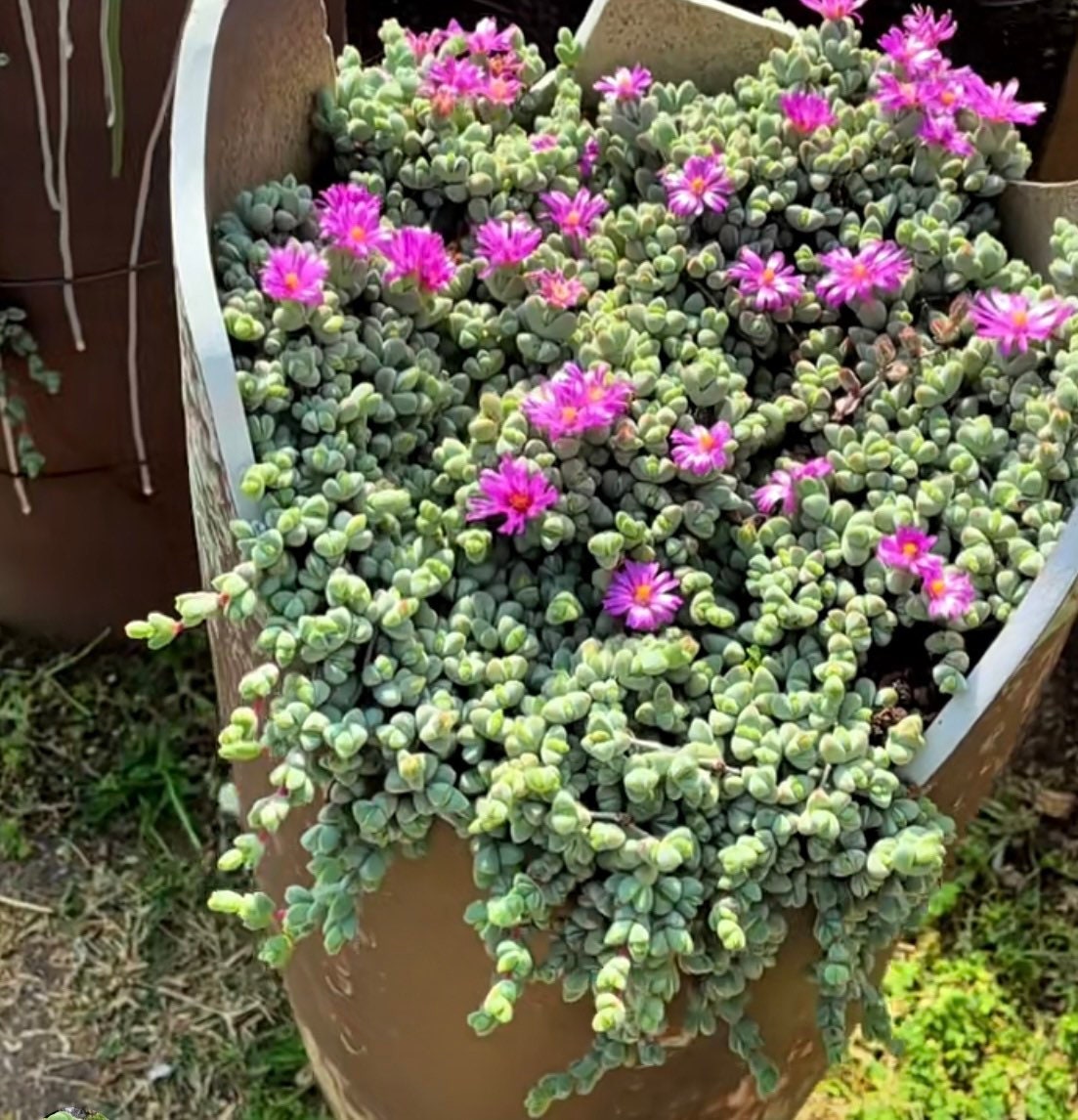 2"pot 4” pot Succulents Corpuscularia Lehmannii Ice Plant