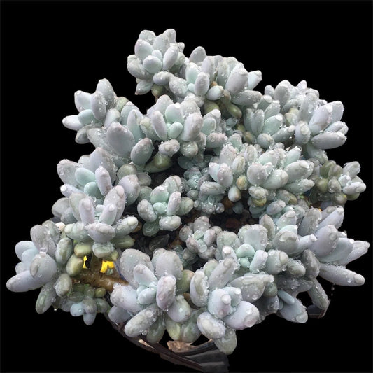 2" pot Moonstone Pachyphytum oviferum