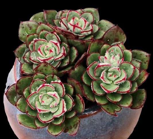 2"pot Echeveria 'Joan Daniels'