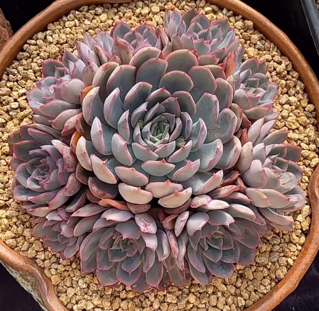 2"pot 4"potSucculent Plants Echeveria Orion