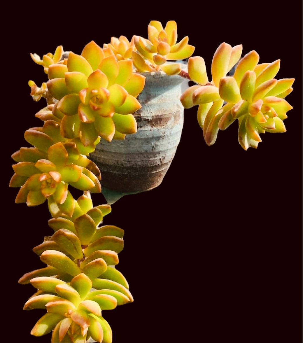 2"pot Sedum Adolphi Firestorm
