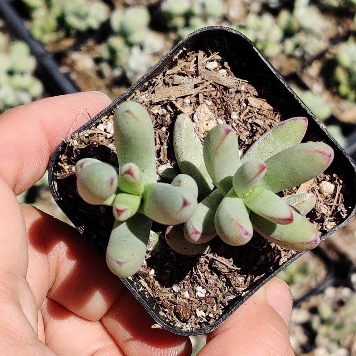 2"pot Succulent Plants Crassula Nudicaulis Var. Herrei