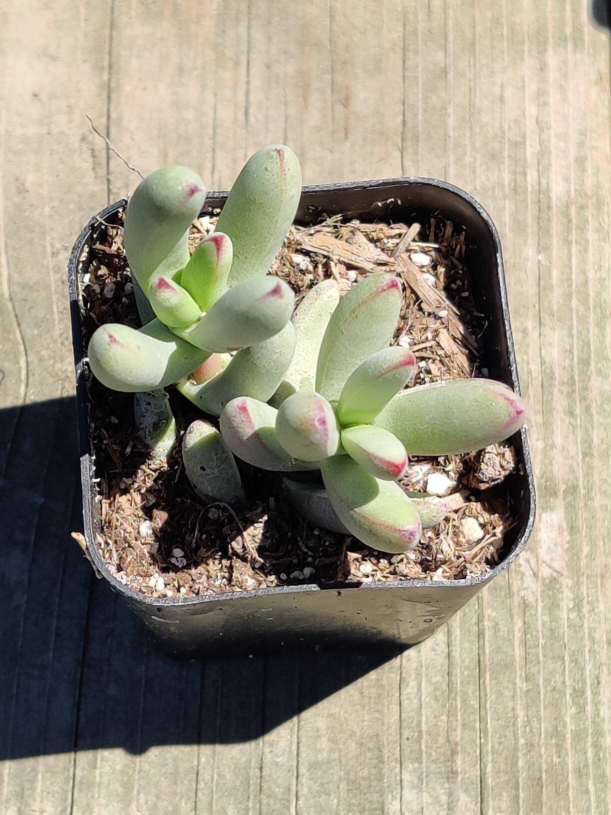 2"pot Succulent Plants Crassula Nudicaulis Var. Herrei