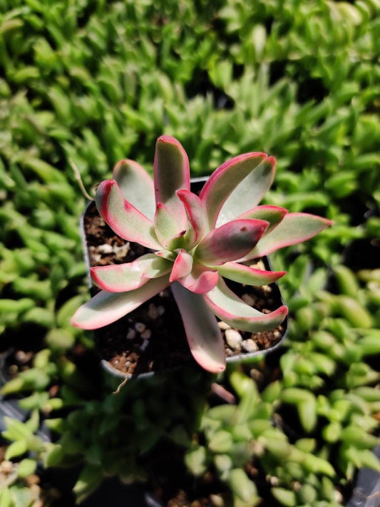 2"pot Crassula Rubricaulis 'Candy Cane' Variegated