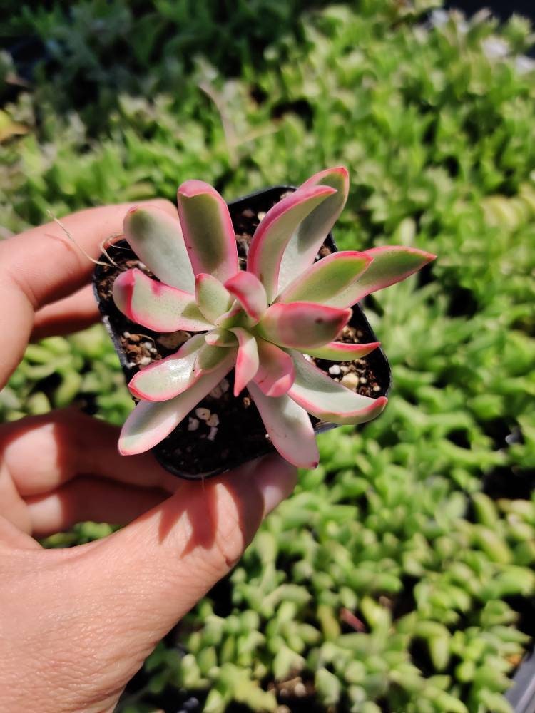 2"pot Crassula Rubricaulis 'Candy Cane' Variegated