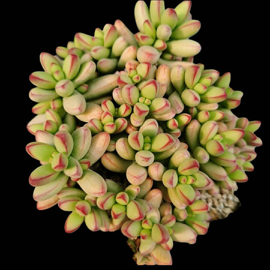 2"pot Succulent Plants Crassula Nudicaulis Var. Herrei