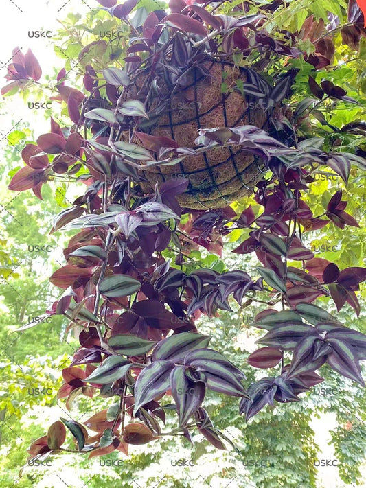 Cuttings/2" rootted pot live plant Tradescantia Zebrina