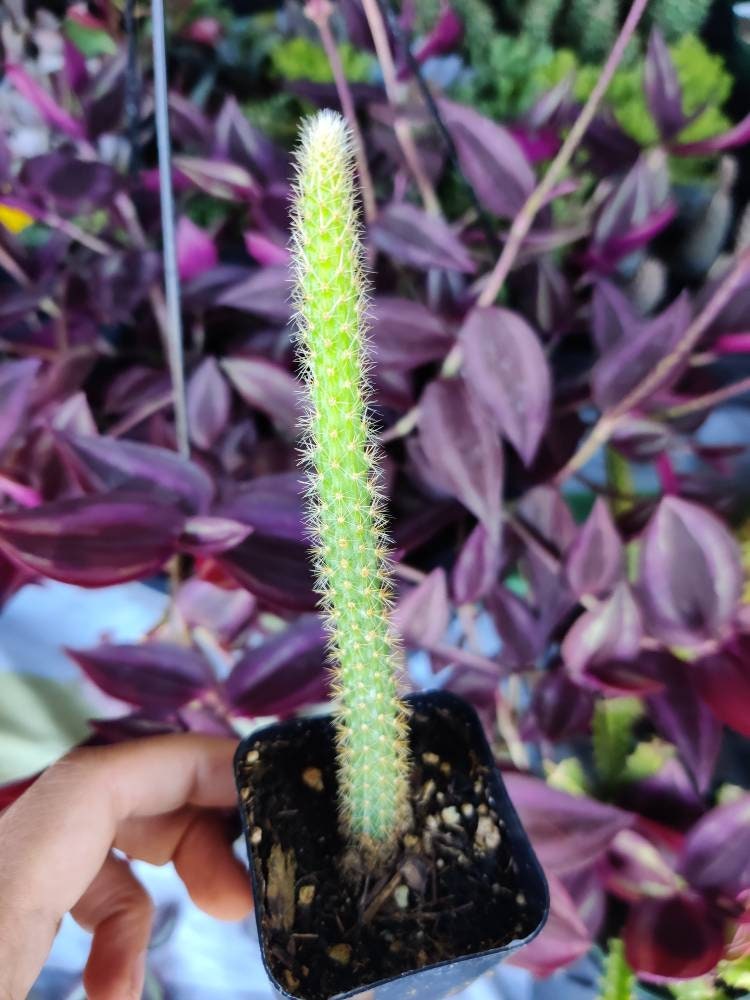 2”pot 4"pot Cactus Plants Rat Tail