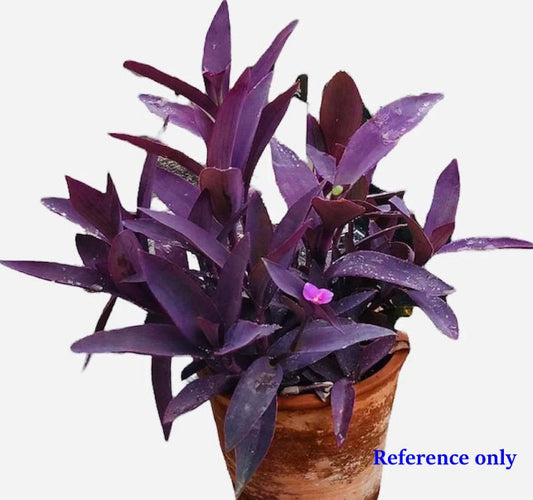 4" pot live plant Tradescantia Pallida" Purple Heart"