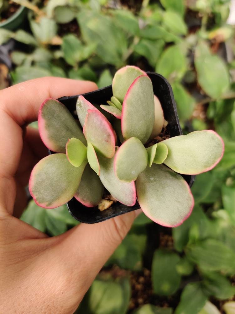 2”pot Crassula Platyphylla Variegated